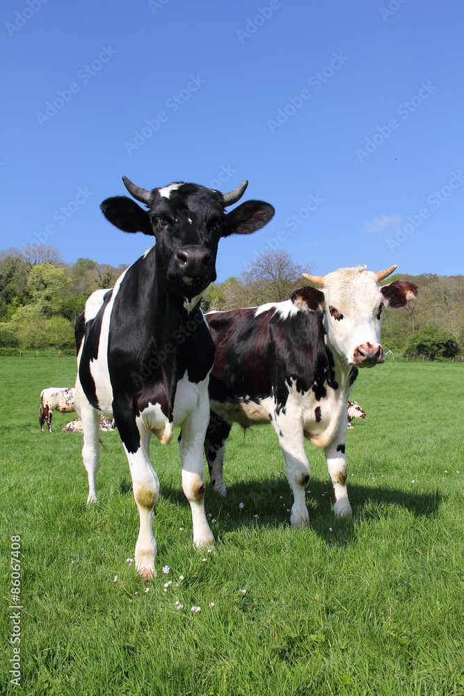 Cows on green field