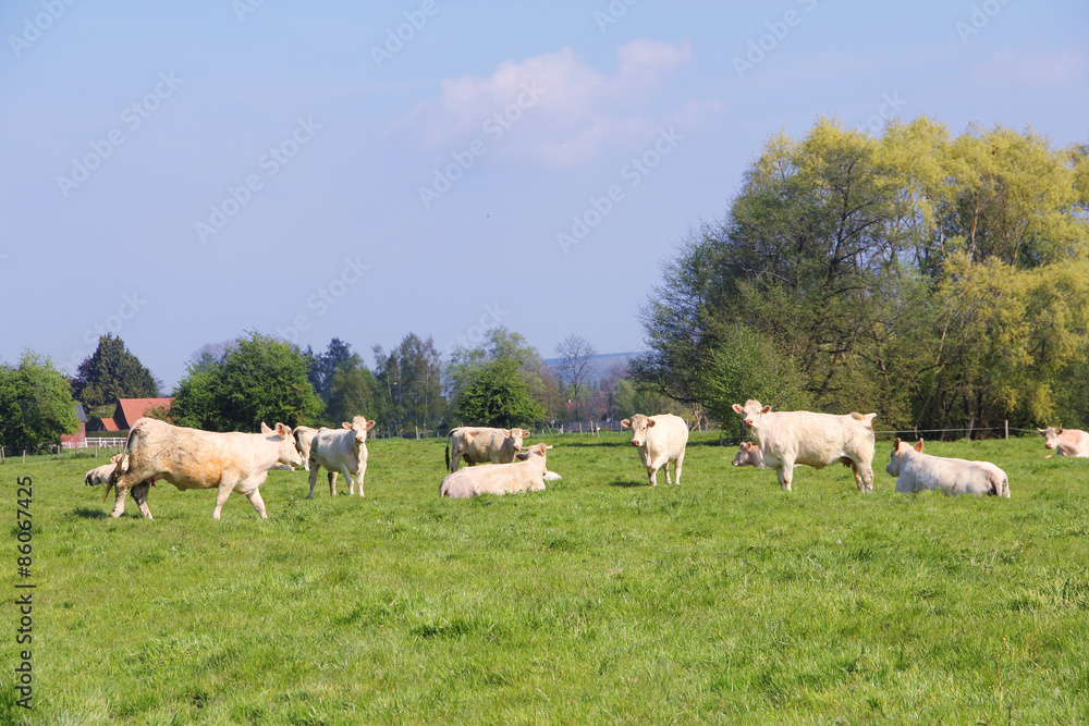 Fototapeta premium Normandy cows on pasture