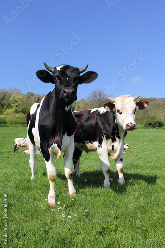 Fototapeta Naklejka Na Ścianę i Meble -  Cows on green field