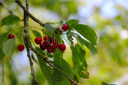 Wild ripe cherry on tree