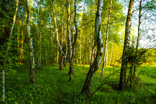 spring birch grove