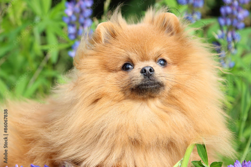Lovely orange pomeranian dog in the summer flowers on nature background Lovely orange pomeranian dog in the summer flowers on nature background