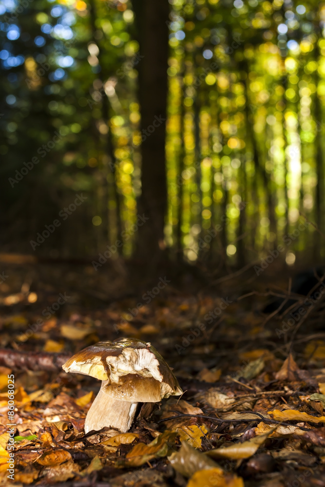 Fototapeta premium edible mushroom in forest