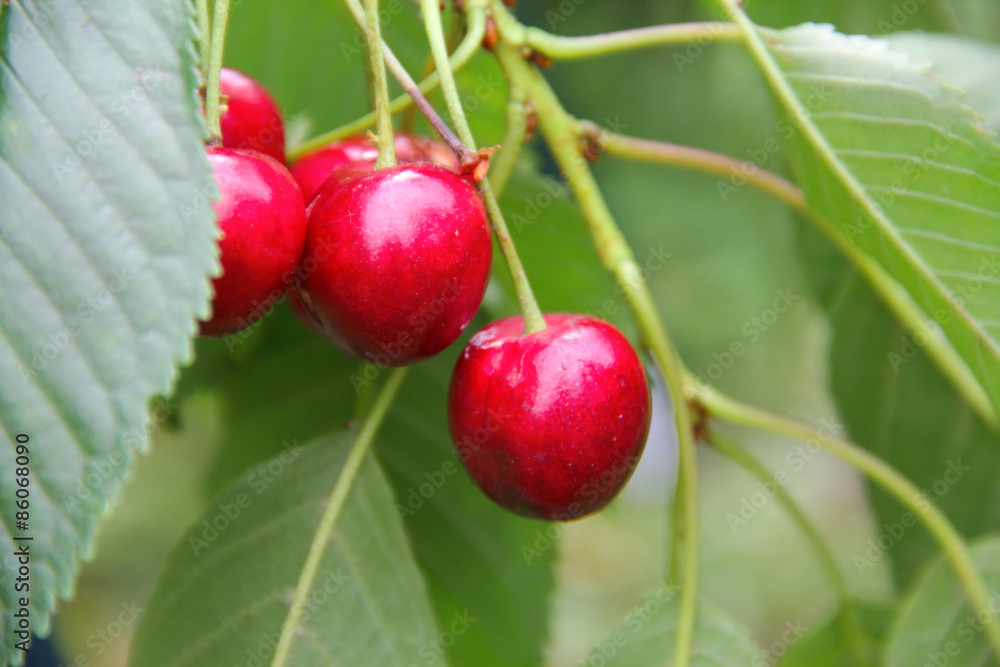 Ripe cherry on branch Ripe cherry on branch