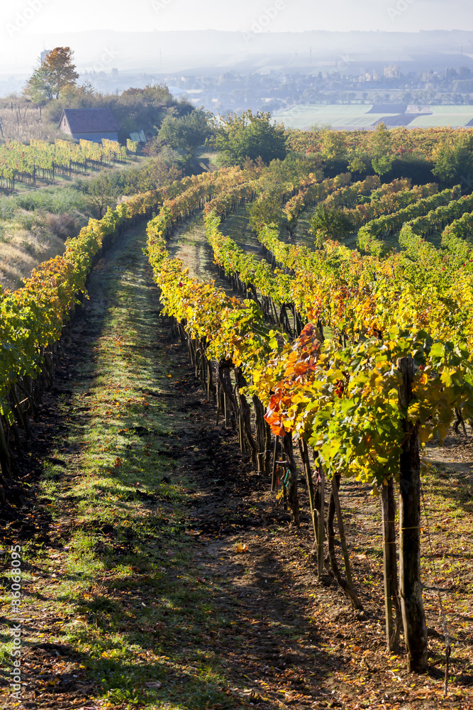 view of autumnal vineyards near Jetzelsdorf, Lower Austria, Aust