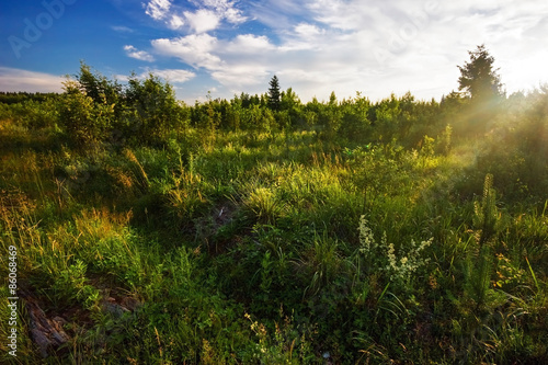 Green field