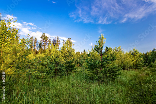 Wallpaper Mural Green field Torontodigital.ca