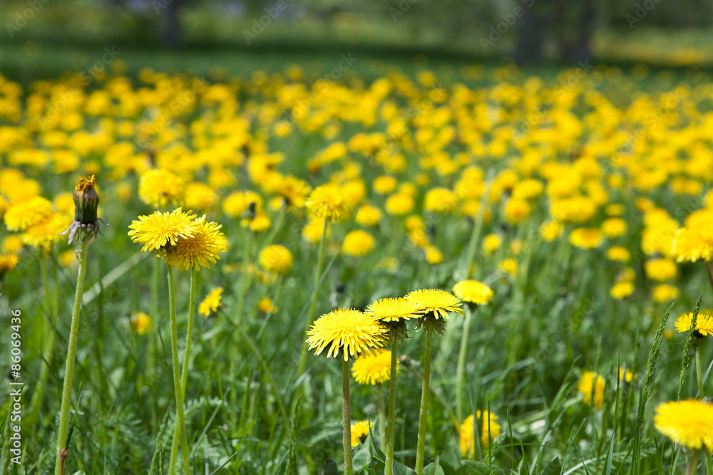 Fototapeta premium dandelion flowers