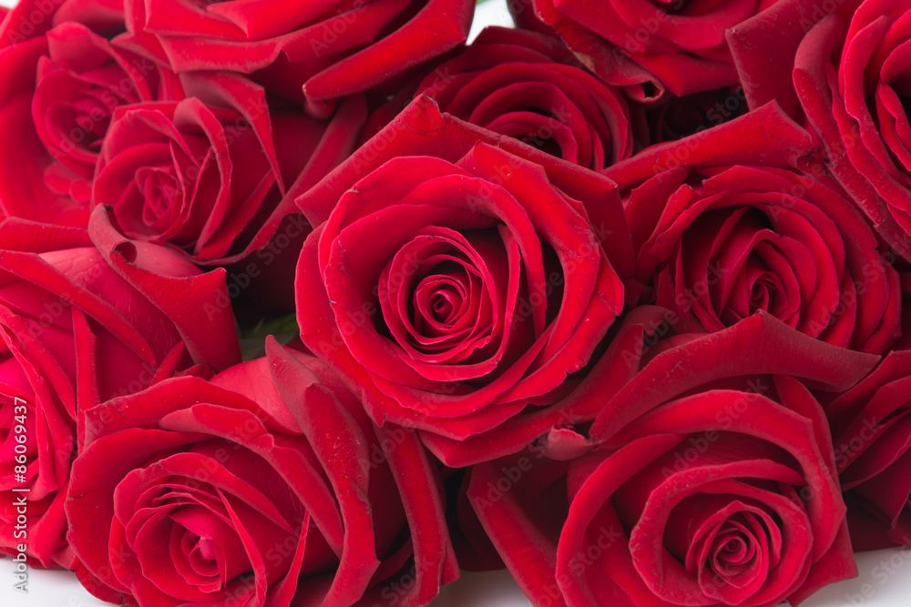 Fototapeta premium red rose isolated on white background