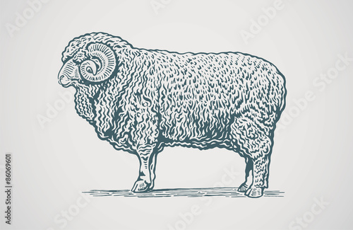 Vector illustration of graphical ram.
