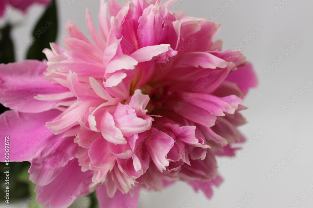 Single pink peony flower over white background