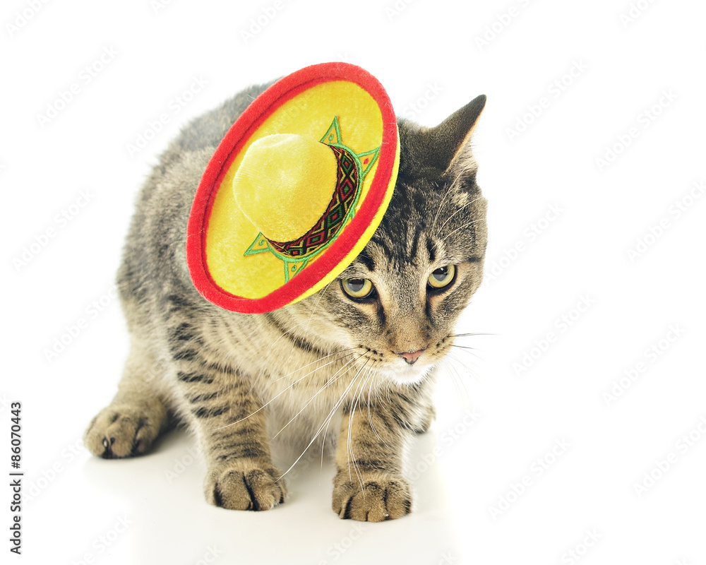 Mexican Kitty Cha Cha Cha Stock Photo Adobe Stock