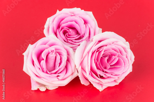 pink and white rose on red background