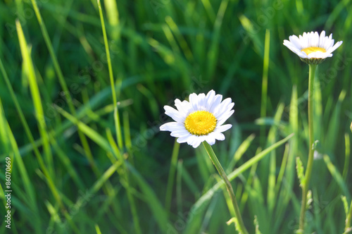 Daisy flower on background of green grass  