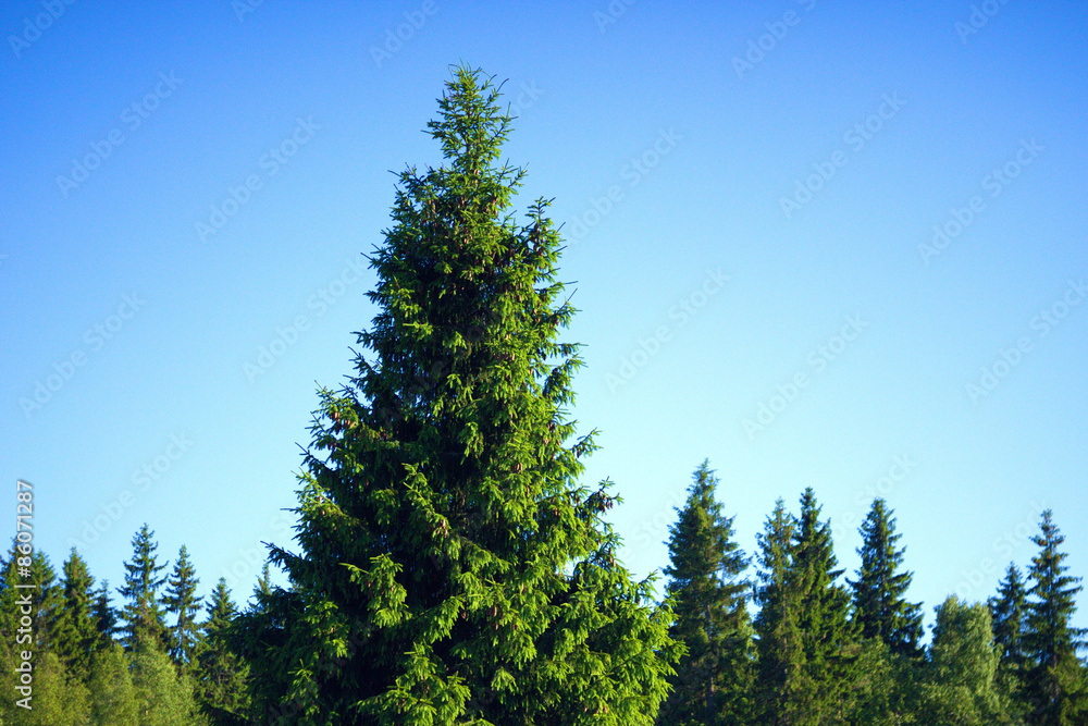 spruce forest