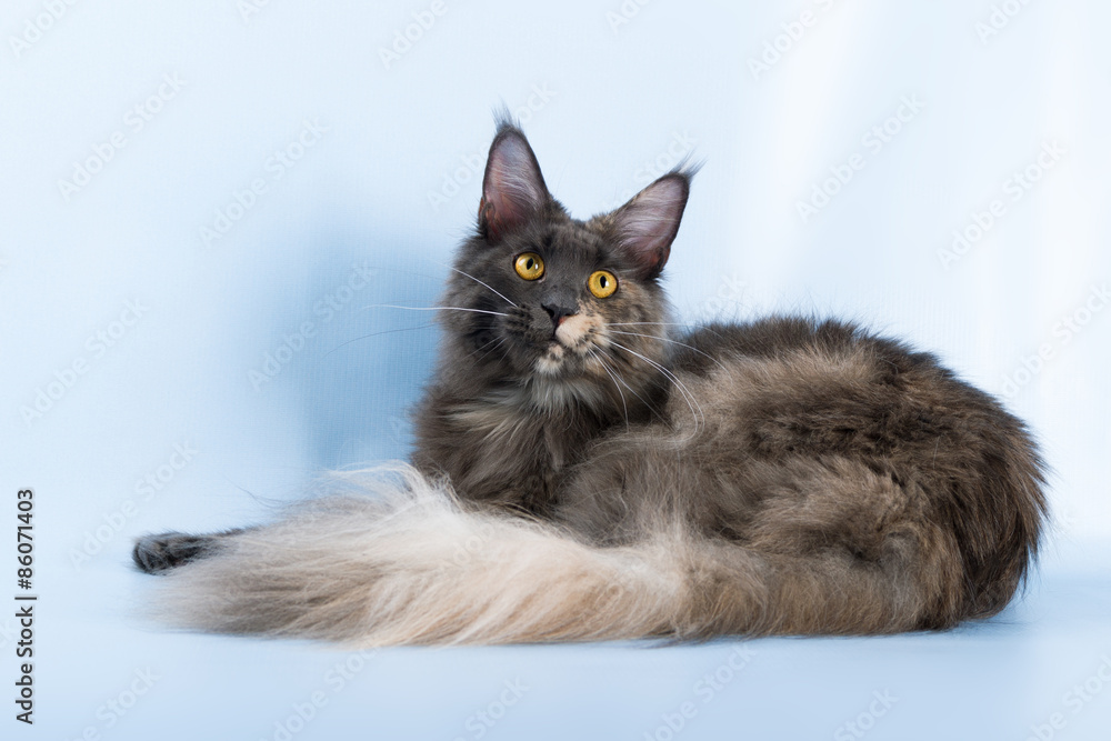  portrait of maine coon cat on blue background