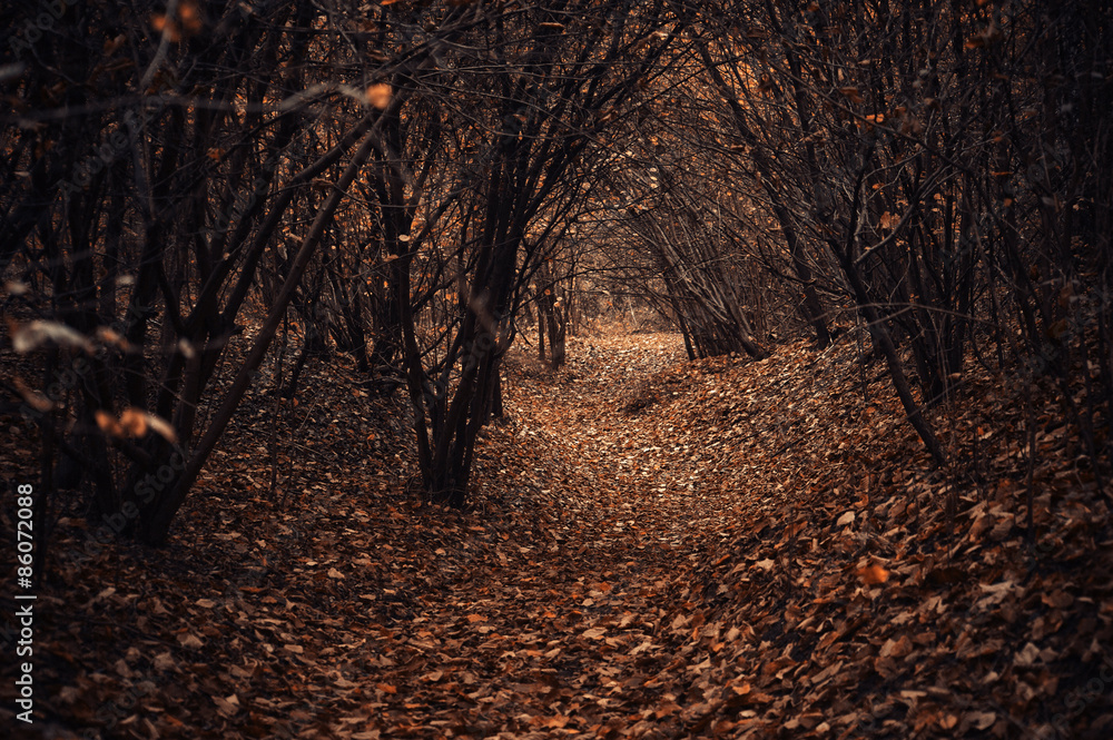 Naklejka premium Leśna ścieżka