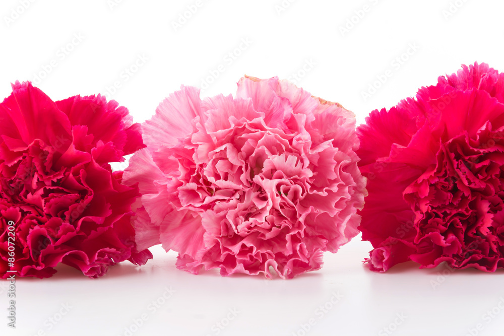 pink and red carnations flower