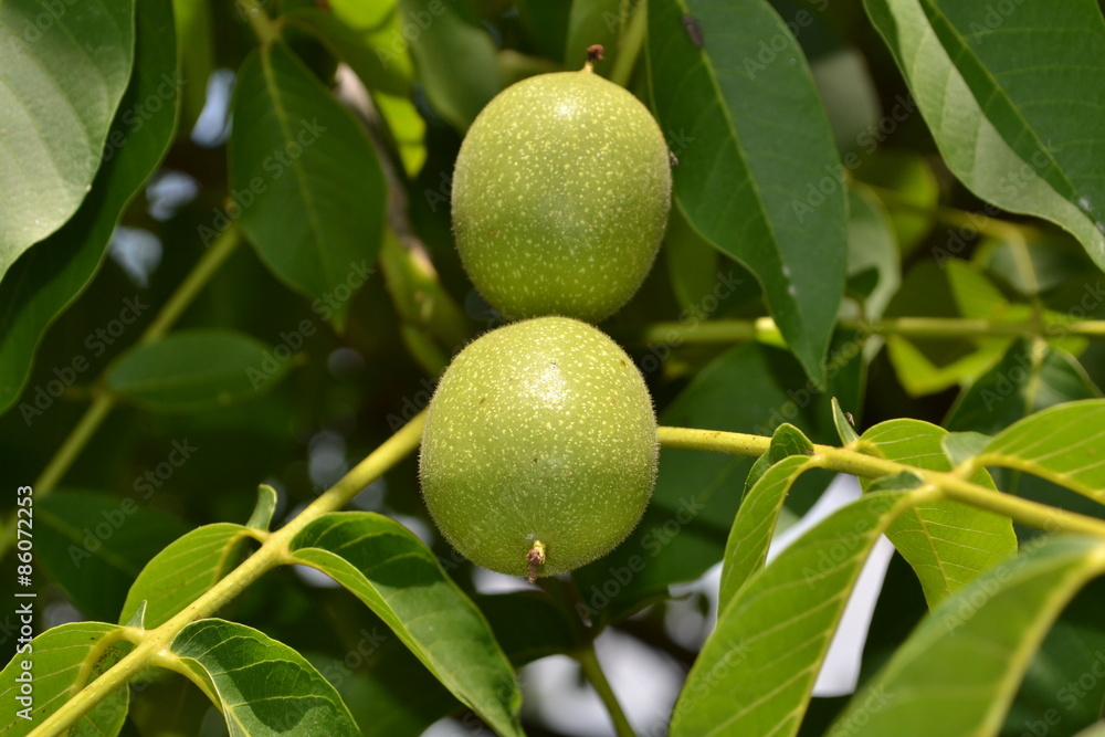 walnuts on tree