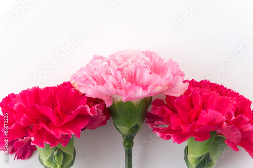 pink and red carnations flower