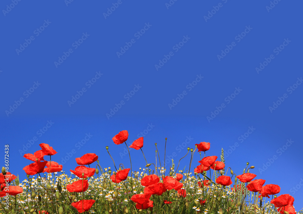 Mohnblumen und Margeriten, blauer Himmel mit Freifläche