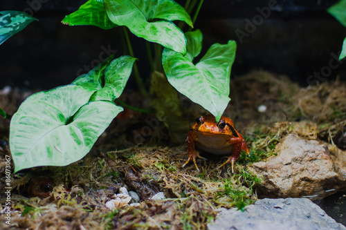 Tomato frog