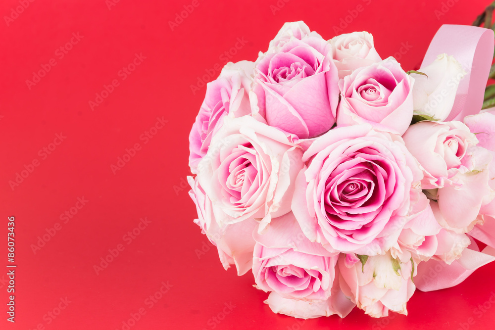 Fototapeta premium pink and white rose on red background