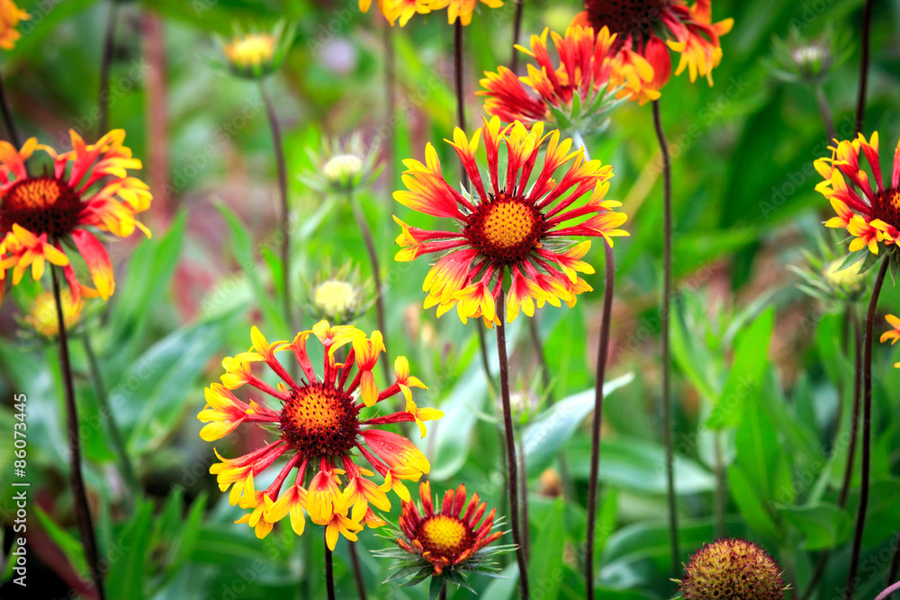 summer flowers in garden summer flowers in garden