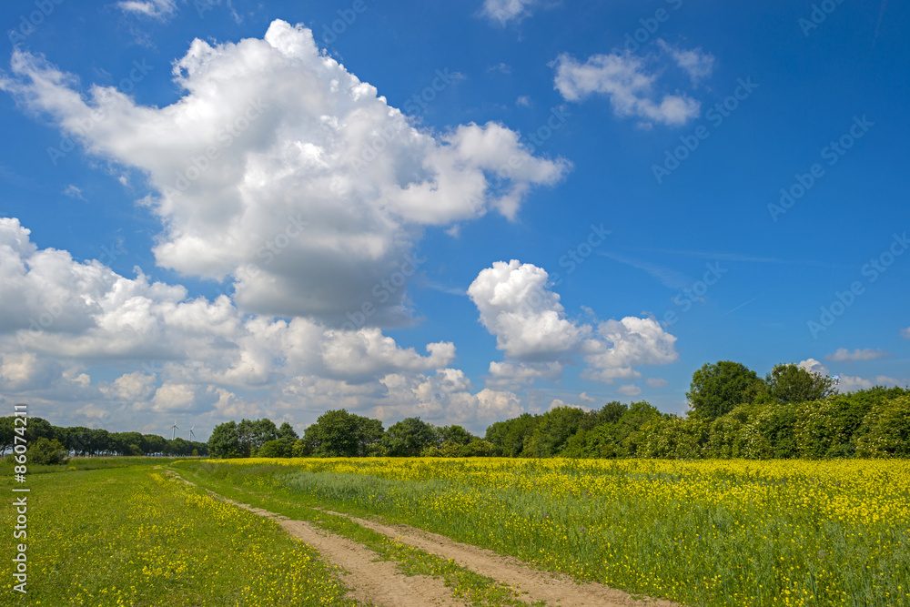 Obraz premium Yellow wild flowers in a sunny field in summer