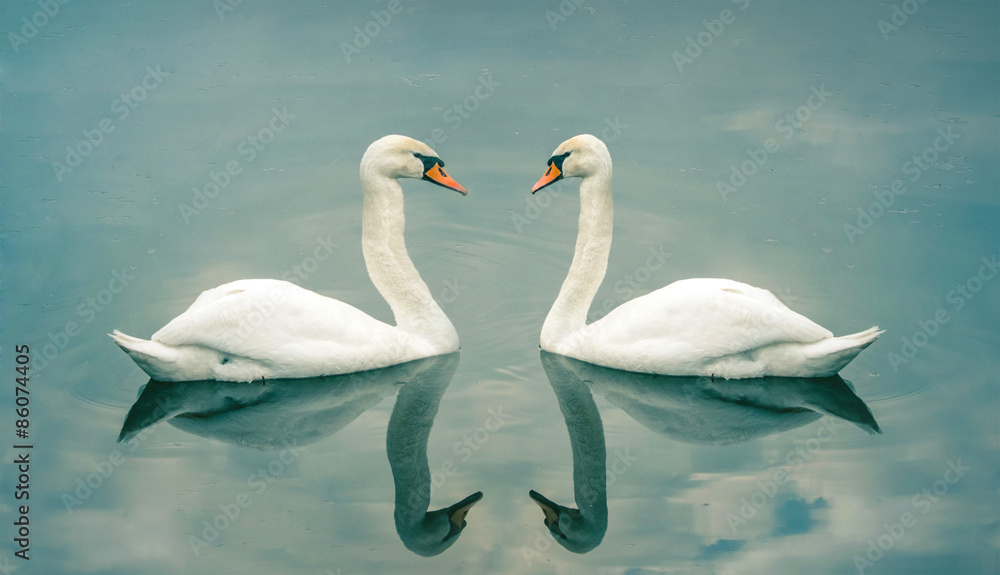 Obraz premium swan pair