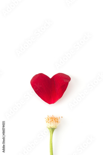 red rose petal on white background
