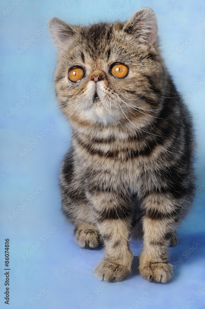 Exotic Shorthair seduto Exotic Shorthair seduto