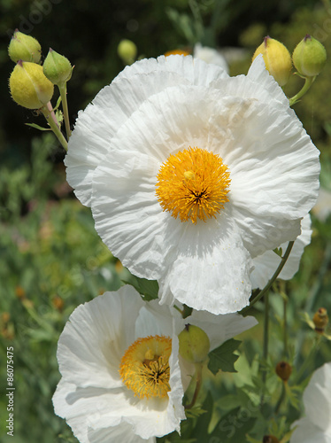 Pavot Romneya coulteri photo