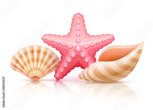 Set of summer sea shells and starfish. Eps10 vector