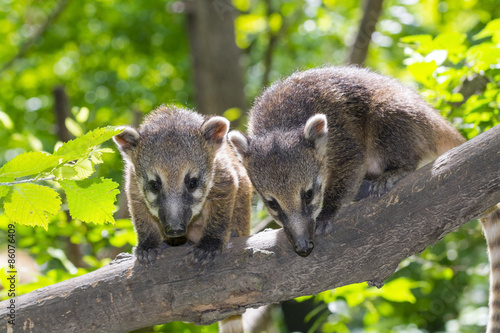 South American coati (Nasua nasua) baby