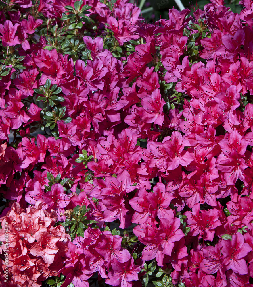 Purple azalea shrub