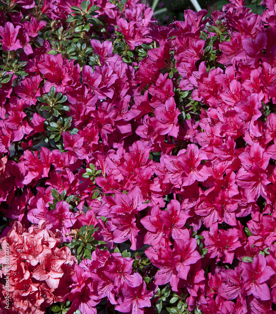 Purple azalea shrub Purple azalea shrub