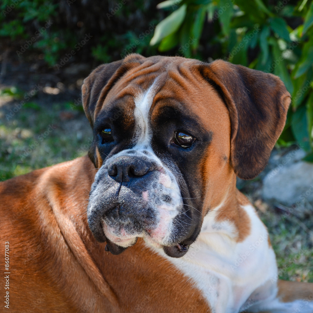 Beautiful Boxer dog fawn attentive and lying. Beautiful Boxer dog fawn attentive and lying.