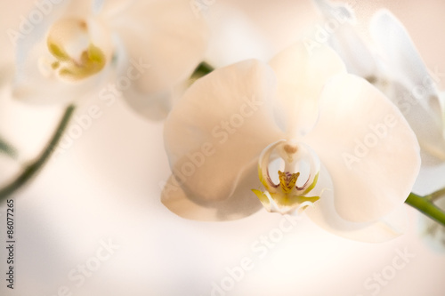 Fototapeta Naklejka Na Ścianę i Meble -  orchidee