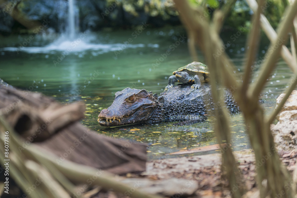 Naklejka premium Wild Life - Krokodil im Australischen Dschungel