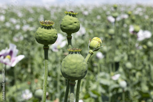 Detail of white Poppyheads 