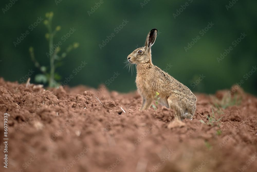 Fototapeta premium Brown hare, Lepus europaeus