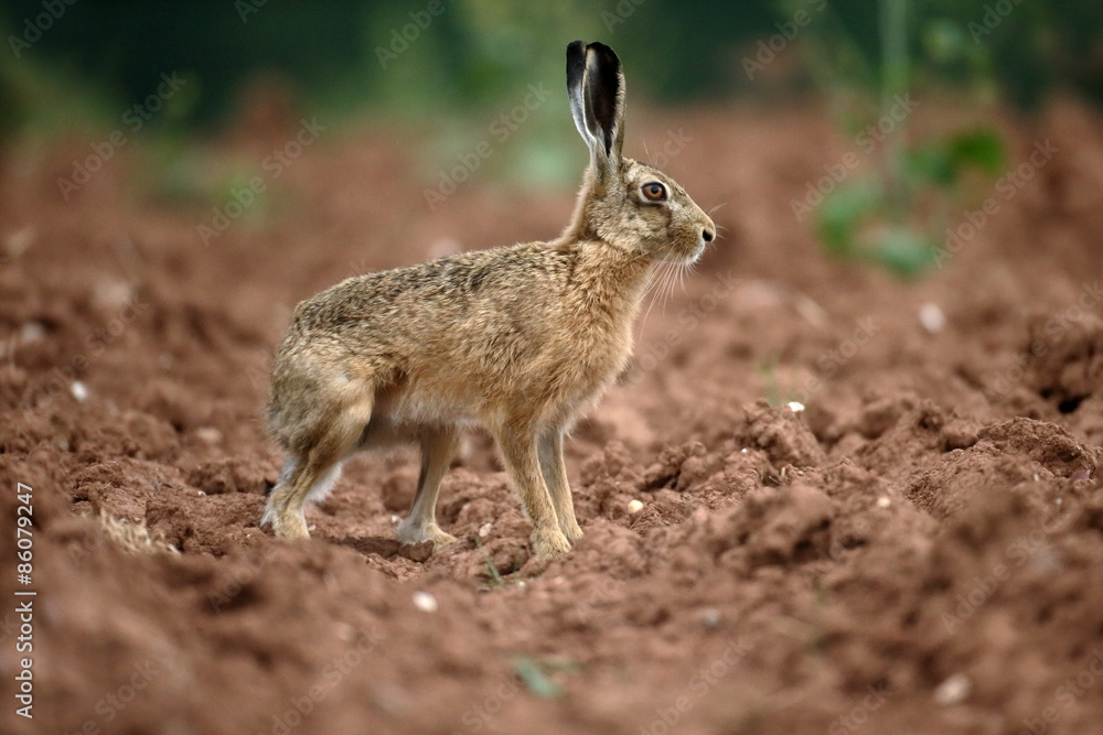 Brown hare, Lepus europaeus Brown hare, Lepus europaeus