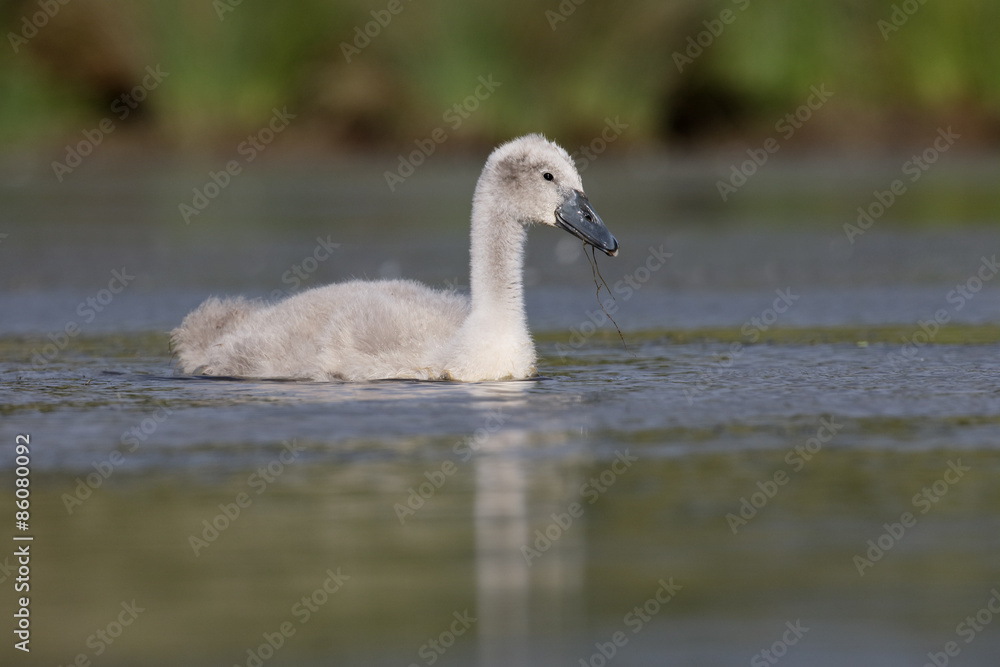 Mute swan, Cygnus olo Mute swan, Cygnus olo