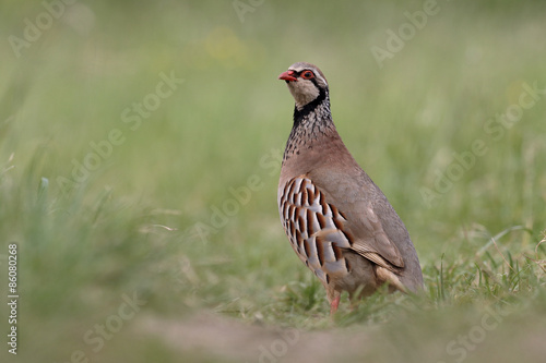 Photo Red-legged partridge, Alectoris rufa