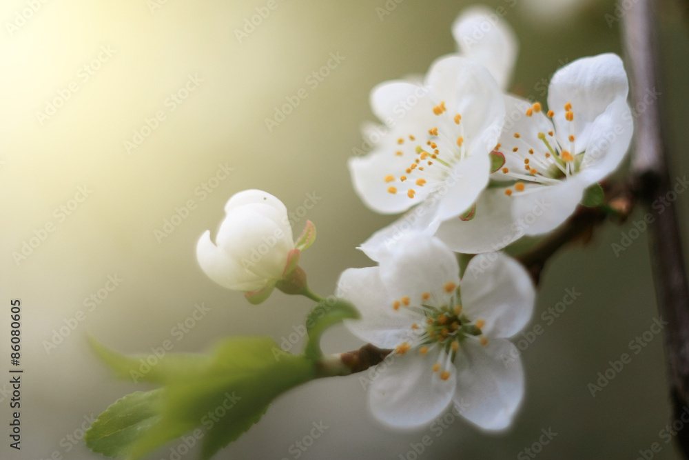 Obraz premium cherry flower