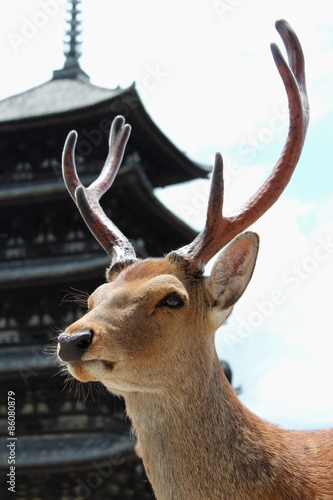 奈良の鹿 世界遺産興福寺（五重塔）