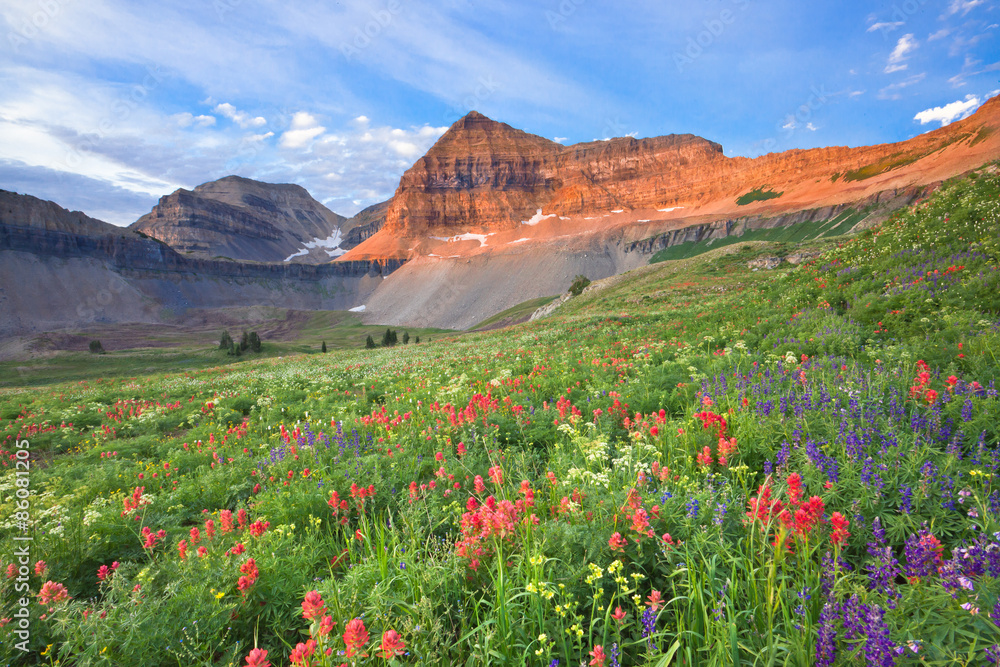 Naklejka premium Colorful wildflowers on Mount Timpanogos, Utah, USA