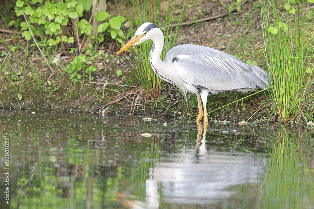 Graureiher (Ardea cinerea) Graureiher (Ardea cinerea)