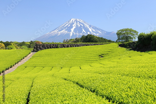 富士山と新緑の茶畑